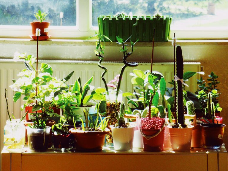 The Benefits of Incorporating Houseplants into Your Home Decor